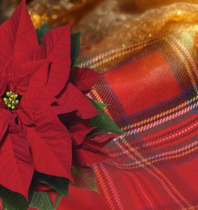 pointsettia ball