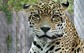 jungle jaguar